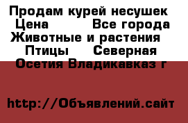Продам курей несушек › Цена ­ 350 - Все города Животные и растения » Птицы   . Северная Осетия,Владикавказ г.